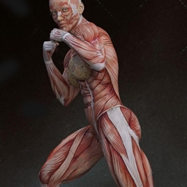 女性人体肌肉超精细解剖3D模型
