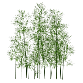 竹类植物模型3