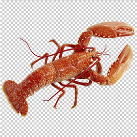 澳洲小龙虾【PNG】