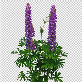 绿色花草植被【PNG】