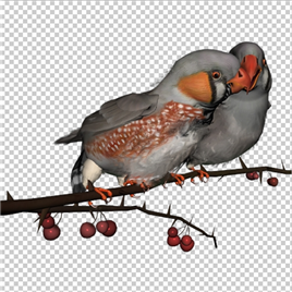 树枝上一对可爱的小鸟【PNG】