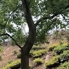 李平