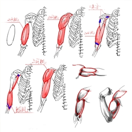 绘画专用人体解剖系列线稿过程素材集[296P]
