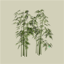 竹类植物模型2