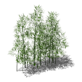 竹类植物模型4
