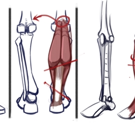人体腿部结构图及绘制参考